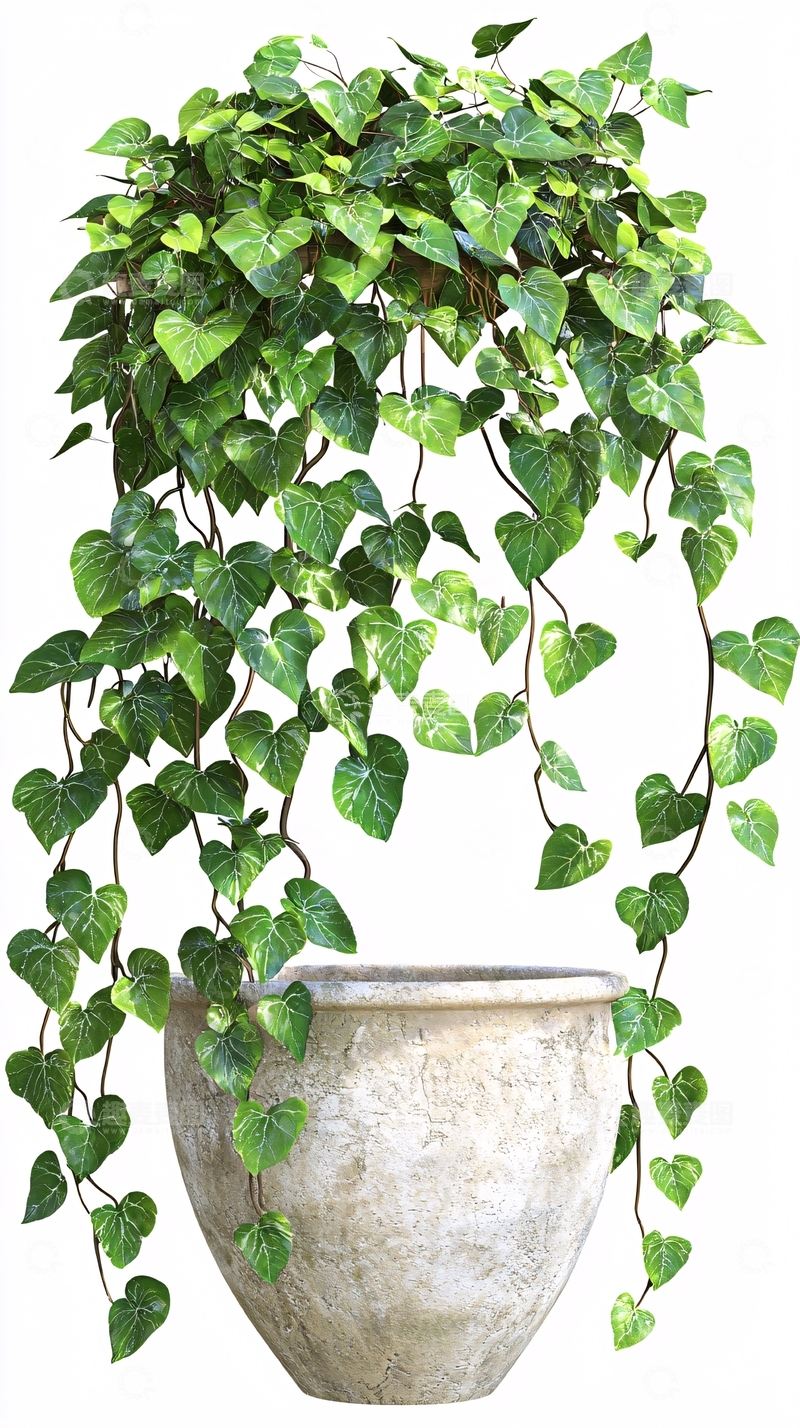 高清大图下载【趣麦麦图】绿植盆栽