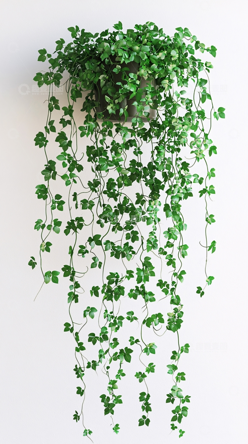 高清大图下载【趣麦麦图】绿植墙饰
