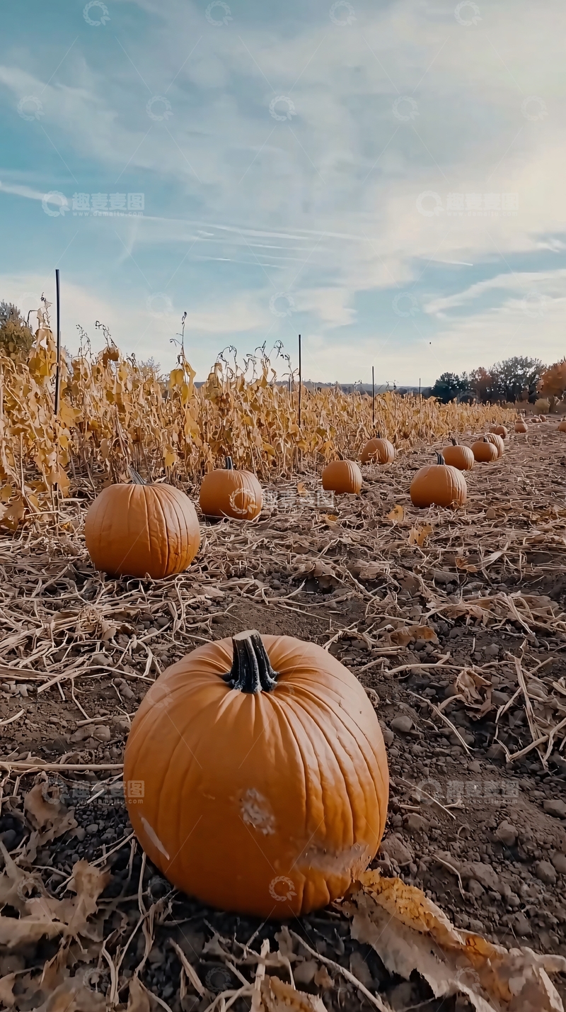 高清大图下载【趣麦麦图】南瓜田