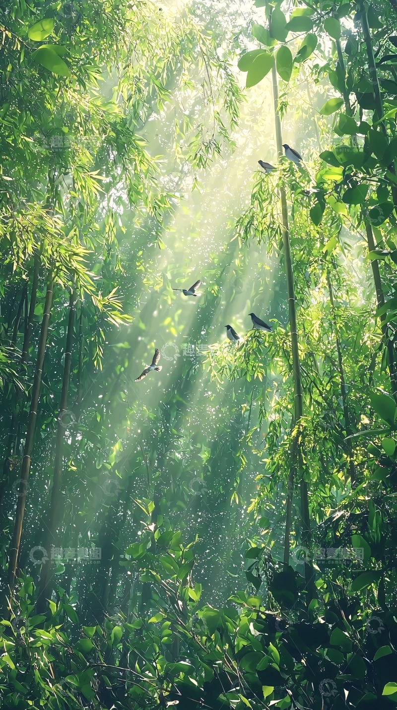 高清大图下载【趣麦麦图】阳光透过竹林