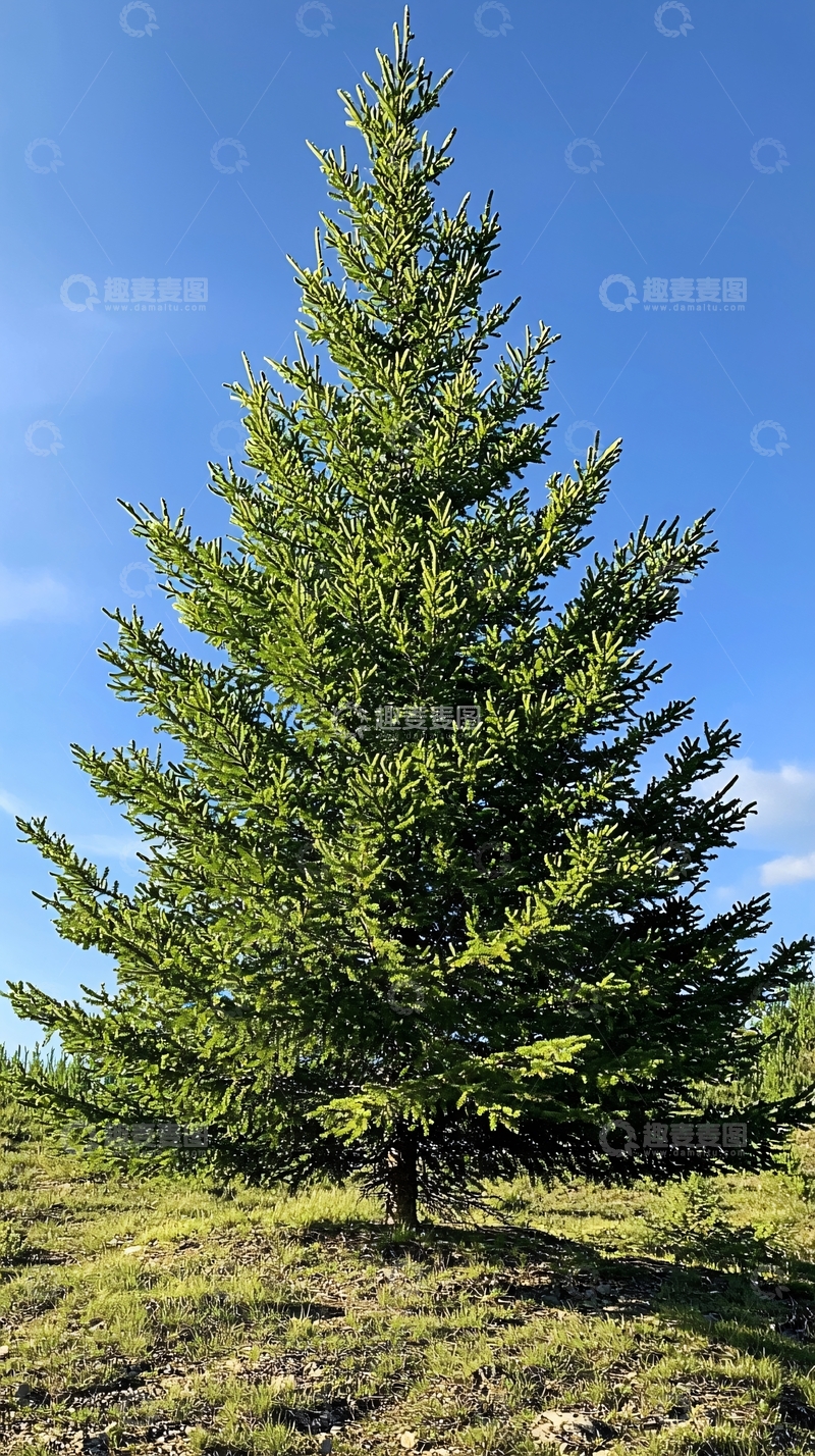 高清大图下载【趣麦麦图】蓝天白云下的高大冷杉