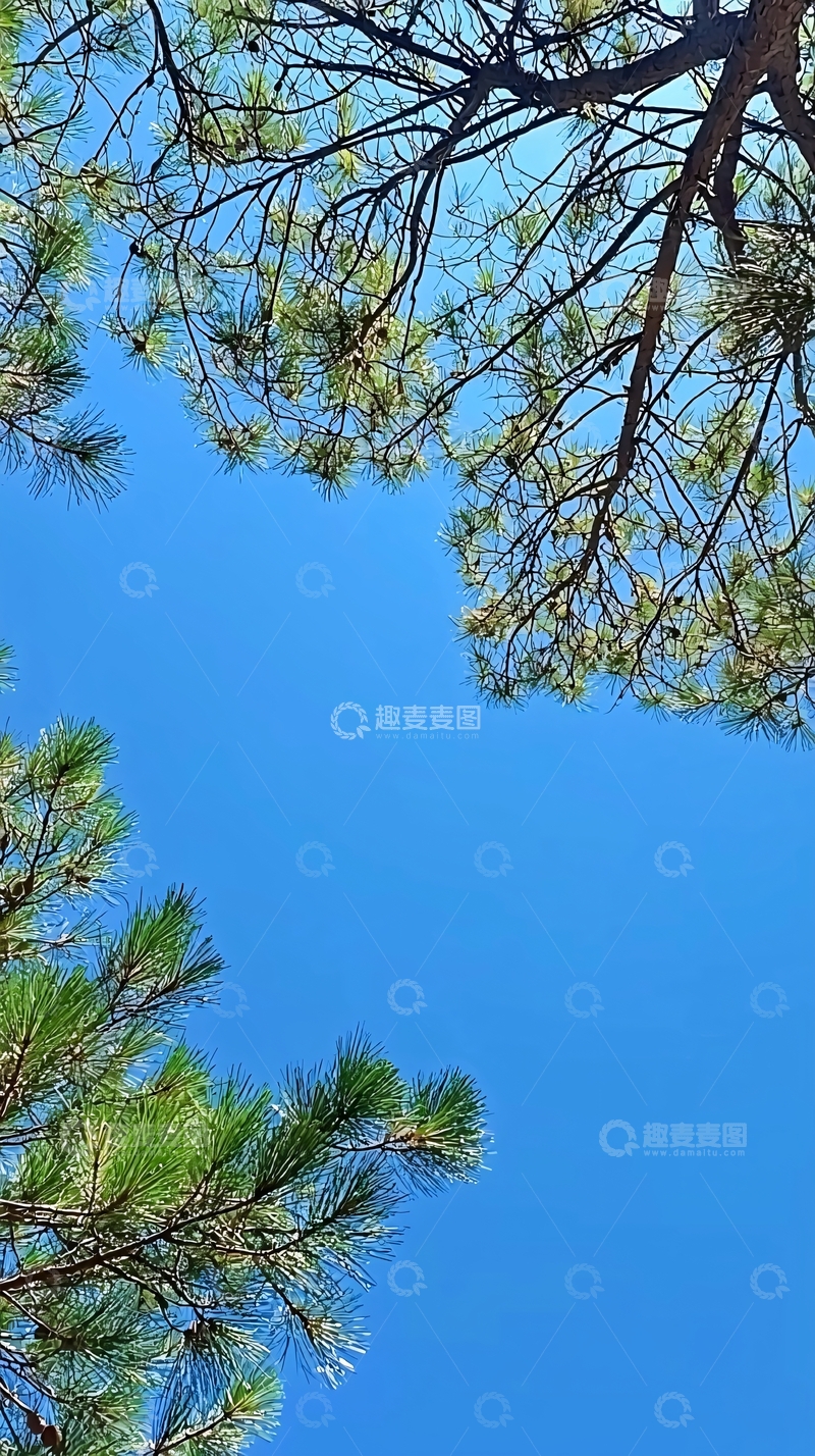 高清大图下载【趣麦麦图】树枝遮蔽下的湛蓝天空