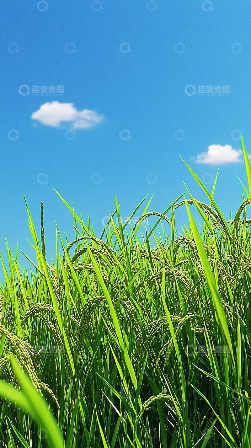 高清大图下载【趣麦麦图】蓝天白云下的青翠稻田