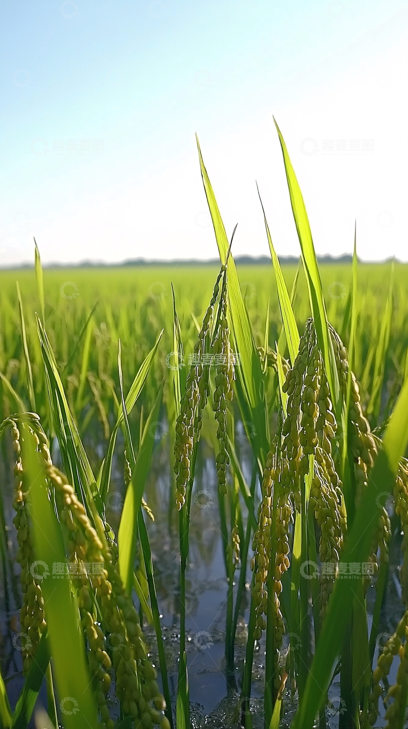 高清大图下载【趣麦麦图】稻田风光