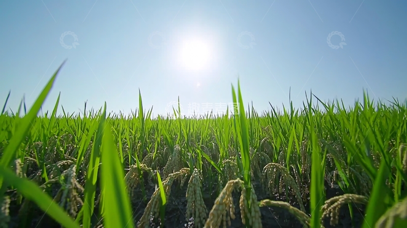 高清大图下载【趣麦麦图】阳光下翠绿的稻田