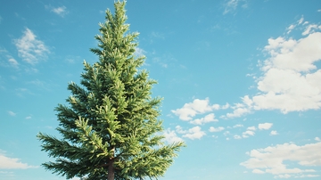 蓝天白云下的高大松树