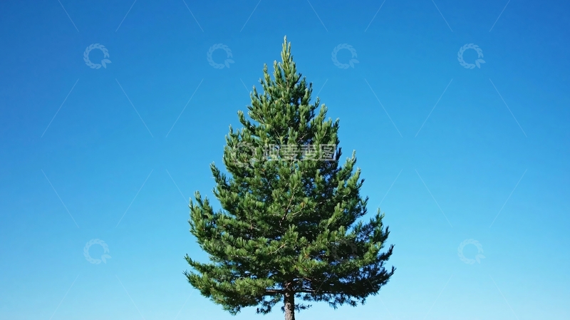 高清大图下载【趣麦麦图】蓝天下的绿色松树