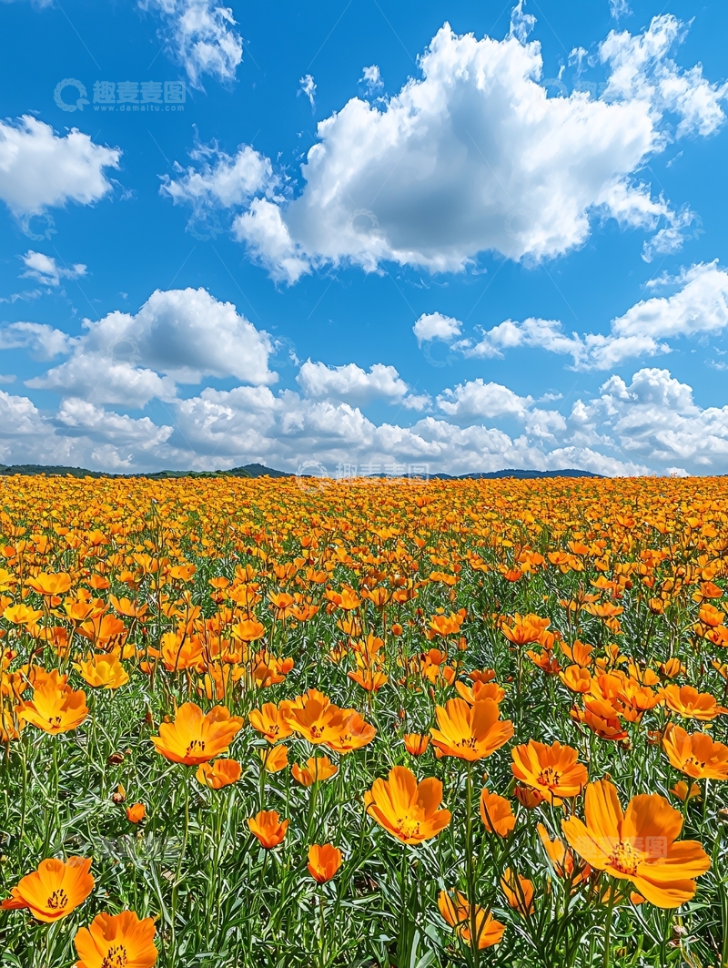 高清大图下载【趣麦麦图】橙色花田蓝天白云