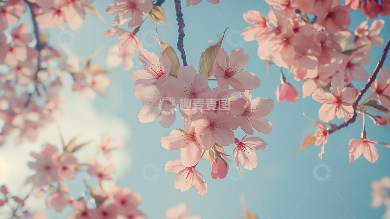 高清大图下载【趣麦麦图】粉色樱花树
