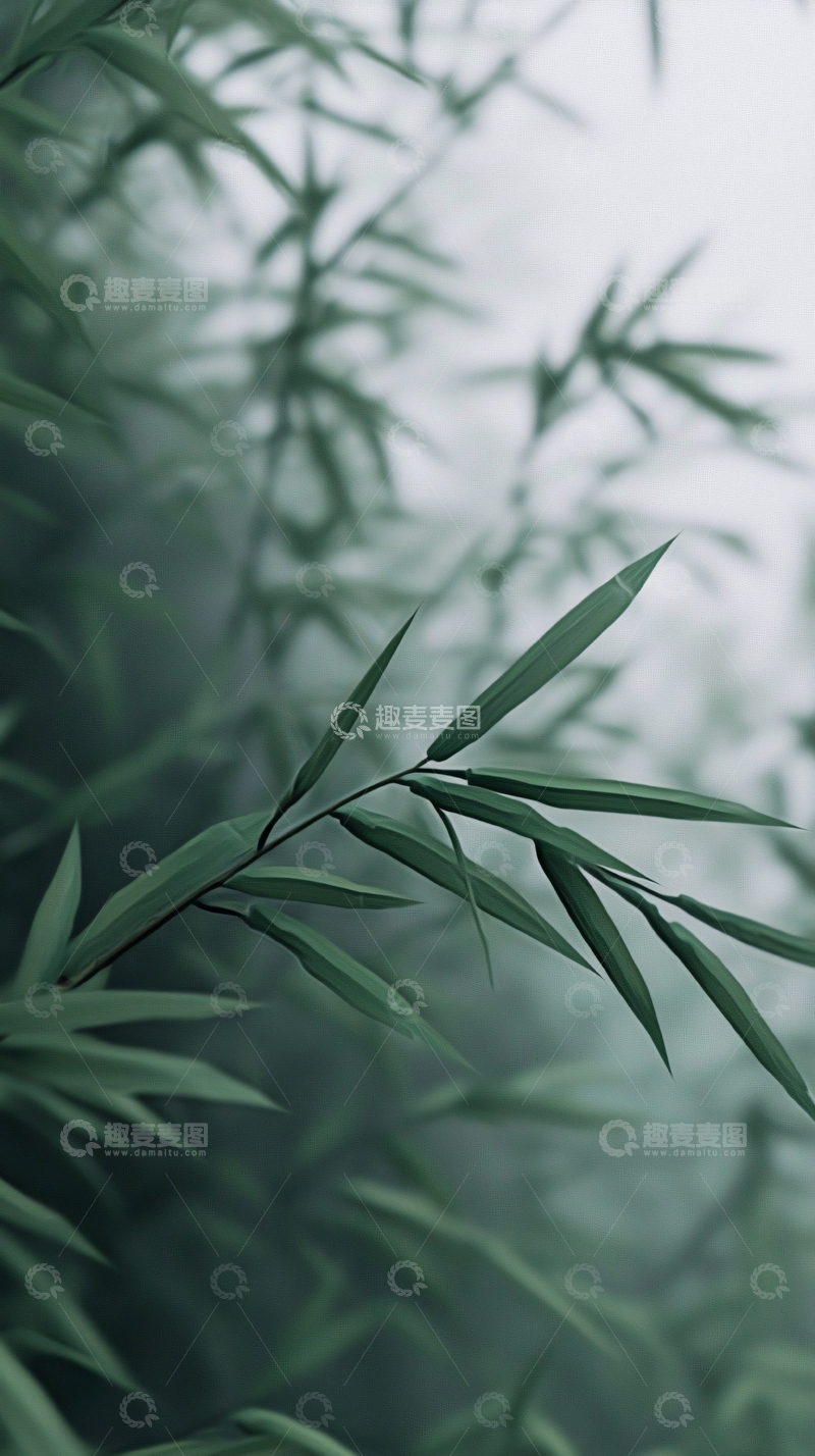 高清大图下载【趣麦麦图】雾气朦胧竹林