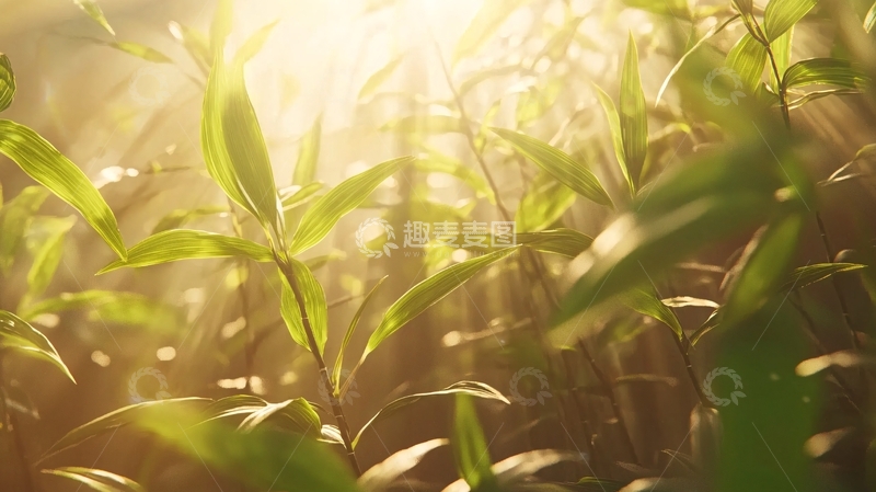 高清大图下载【趣麦麦图】阳光透过植物
