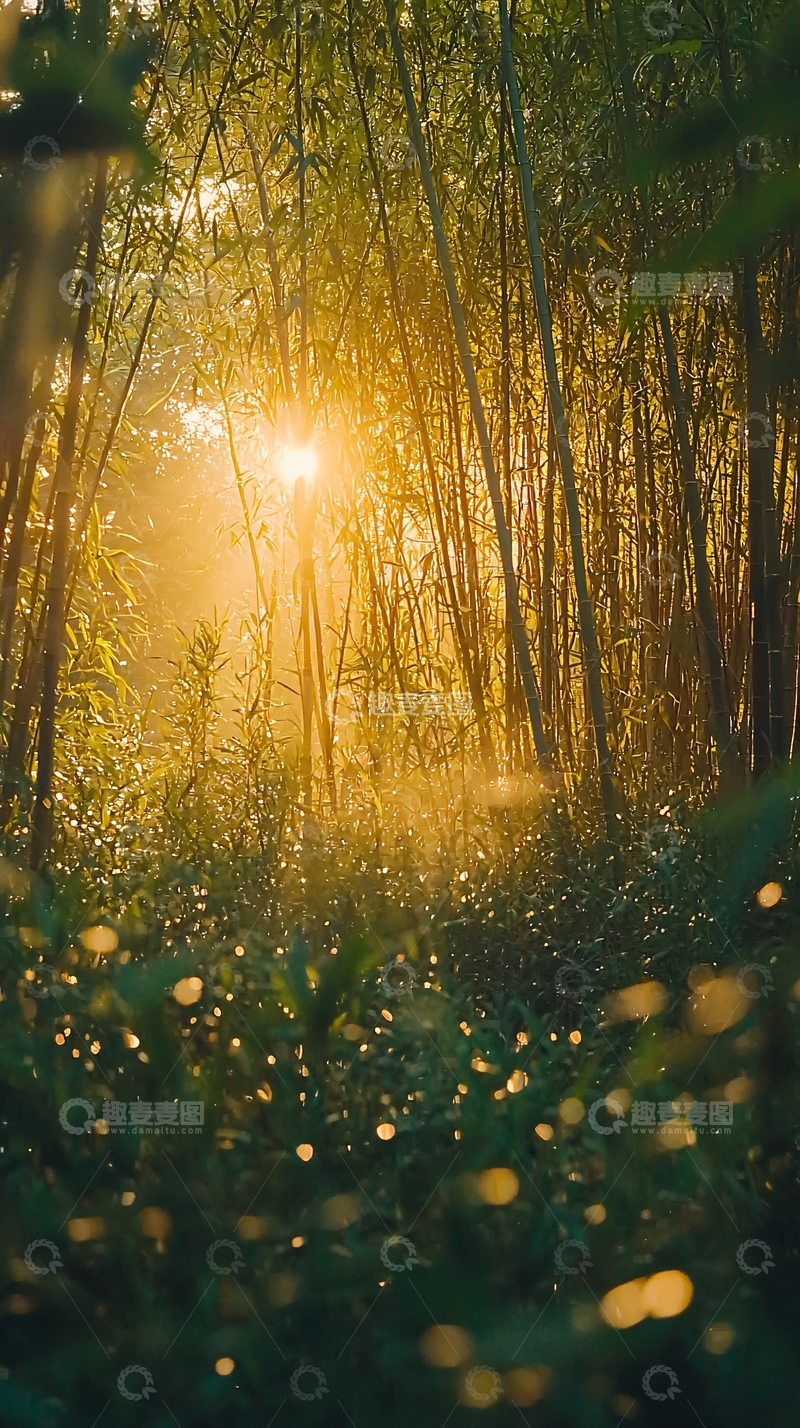 高清大图下载【趣麦麦图】清晨阳光透过竹林