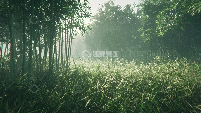 高清大图下载【趣麦麦图】清晨竹林雾气弥漫