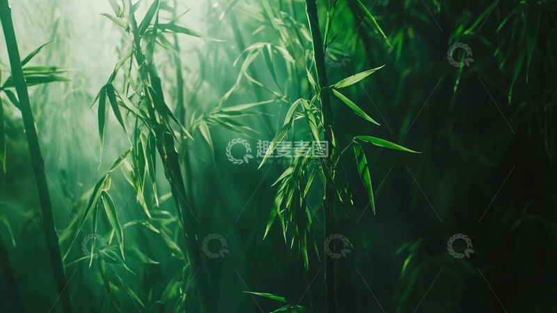 高清大图下载【趣麦麦图】光线透过竹林