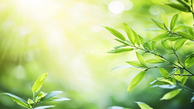 高清大图下载【趣麦麦图】阳光透过绿叶