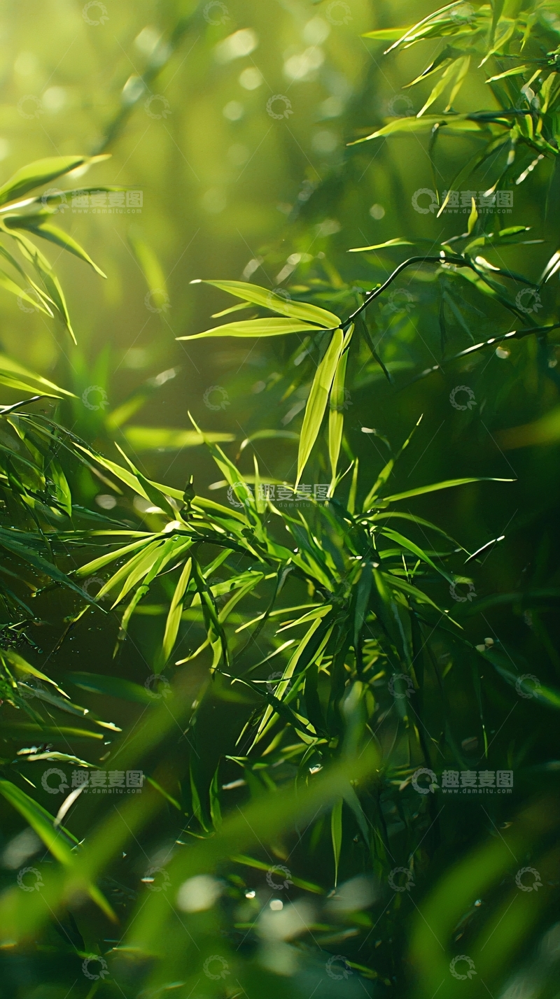 高清大图下载【趣麦麦图】清晨阳光下的绿竹