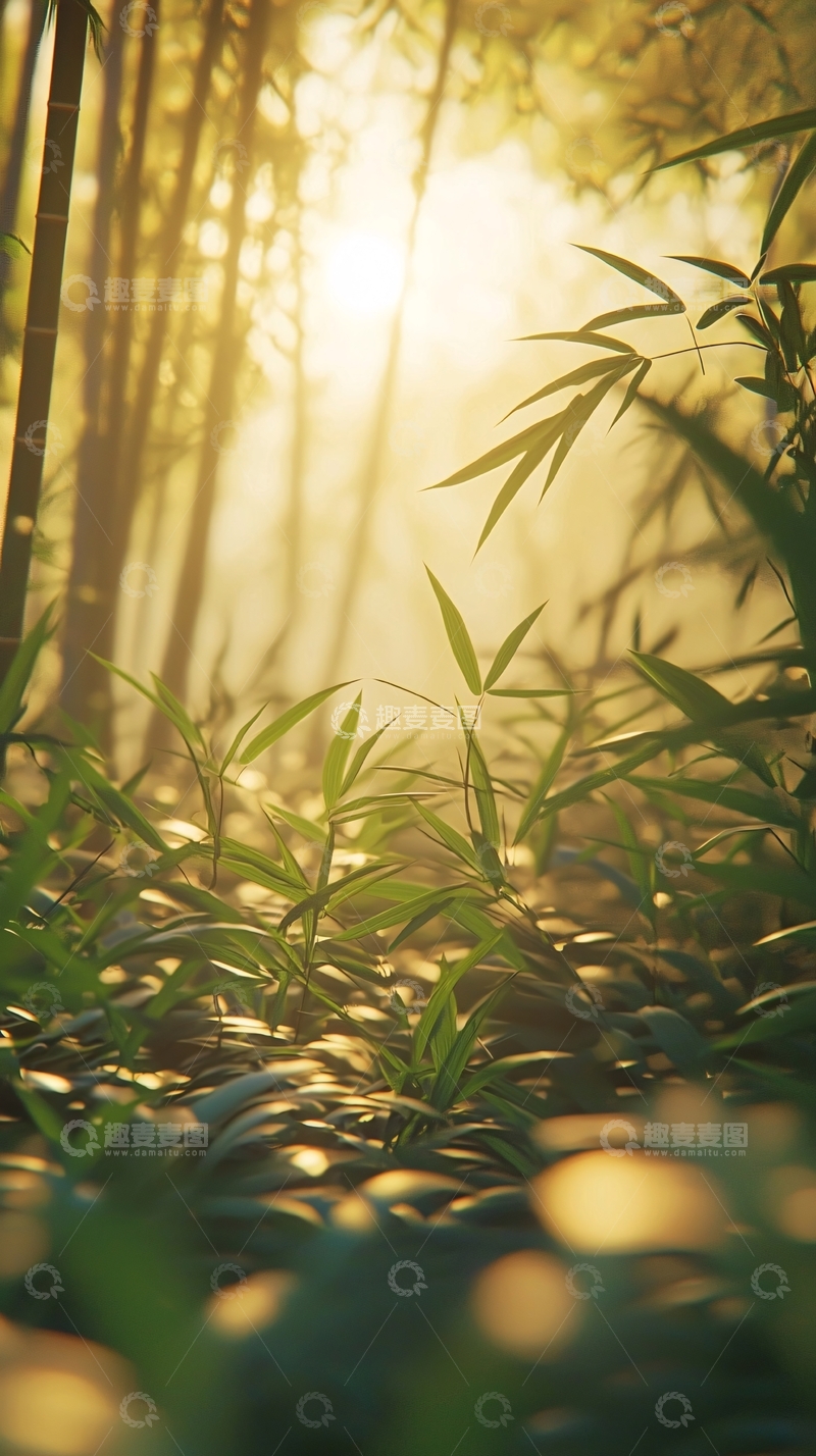 高清大图下载【趣麦麦图】阳光透过竹林