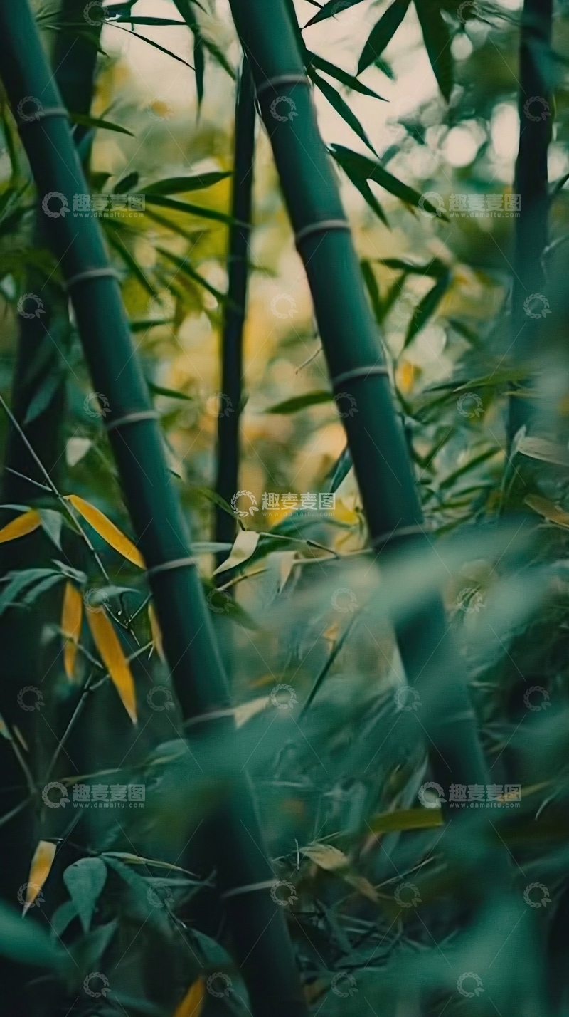 高清大图下载【趣麦麦图】深绿竹林意境图片