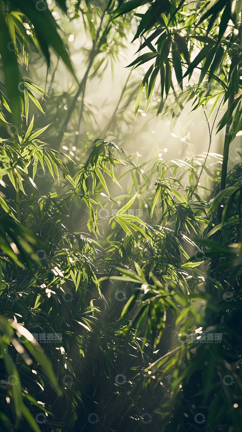 高清大图下载【趣麦麦图】阳光透过竹林