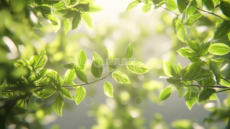 高清大图下载【趣麦麦图】阳光透过绿叶