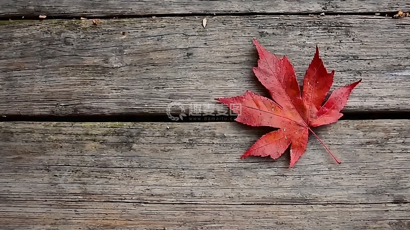 高清大图下载【趣麦麦图】木板上的红枫叶