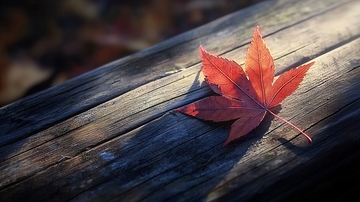 木栅栏上的一片红枫叶