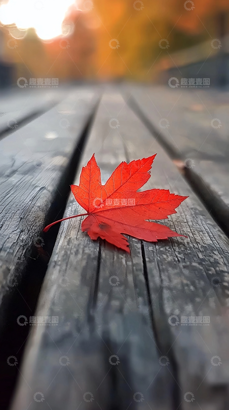 高清大图下载【趣麦麦图】木板上的红枫叶