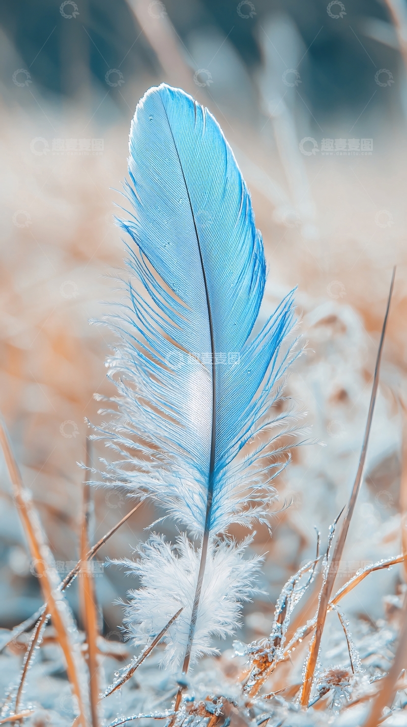 高清大图下载【趣麦麦图】蓝色羽毛