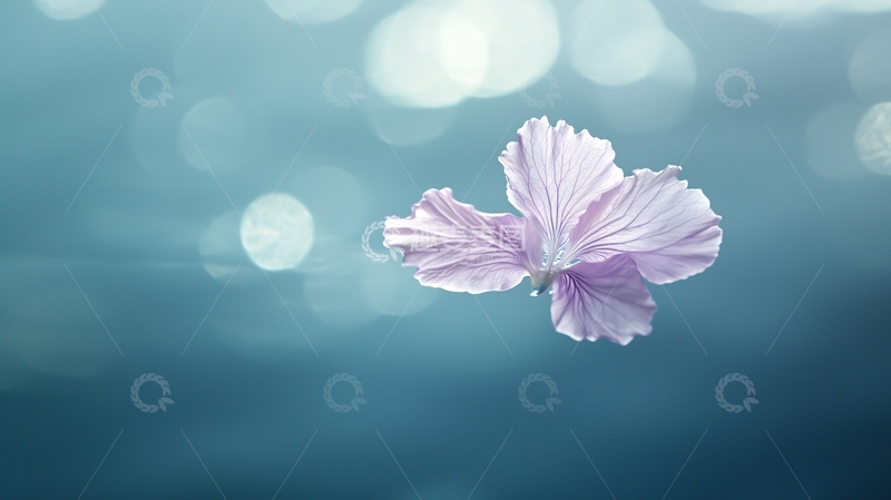 高清大图下载【趣麦麦图】粉色花瓣