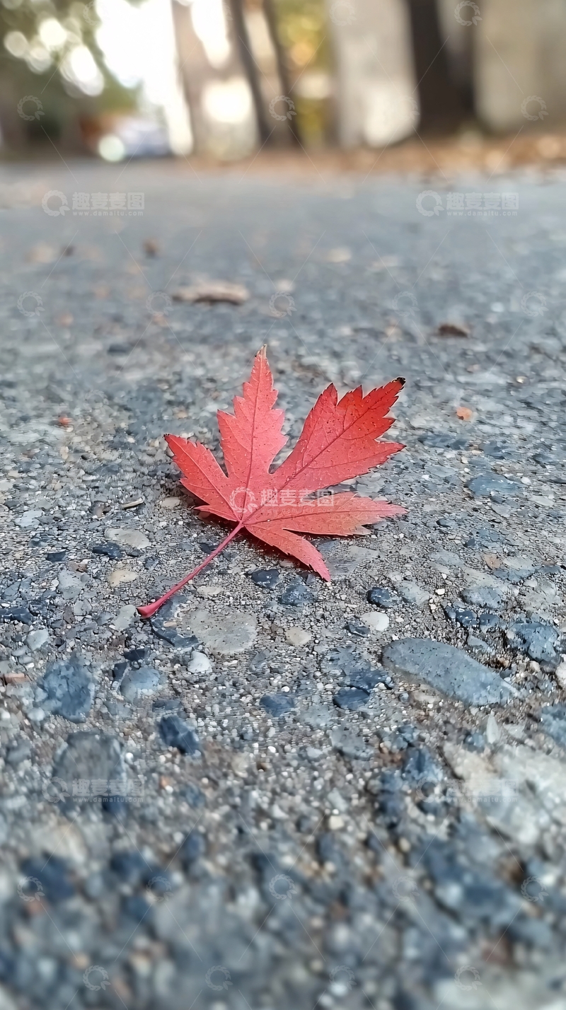 高清大图下载【趣麦麦图】沥青路上的一片枫叶