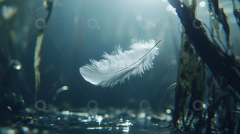 高清大图下载【趣麦麦图】水中羽毛