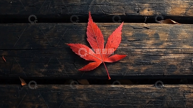高清大图下载【趣麦麦图】红枫叶落木质地板