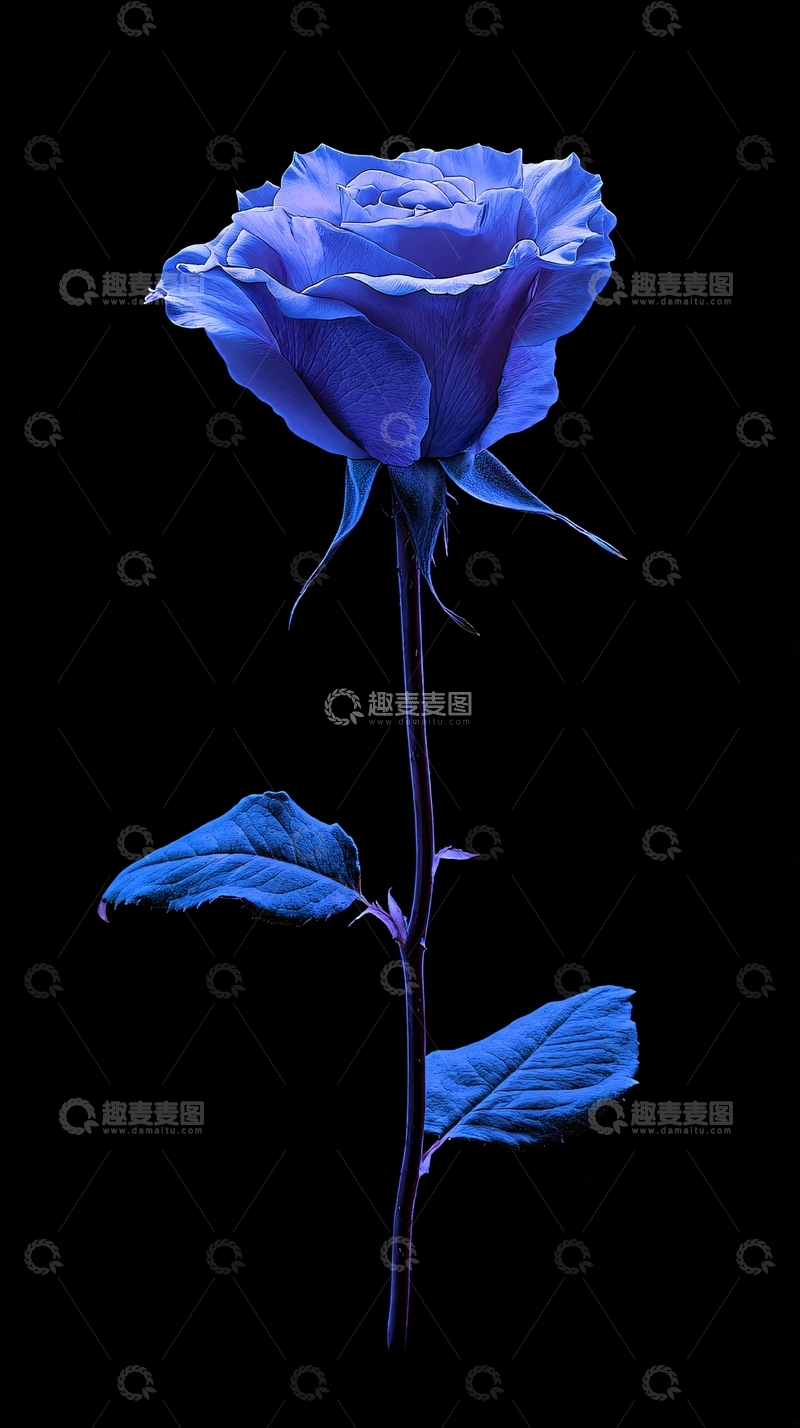 高清大图下载【趣麦麦图】黑底蓝色玫瑰