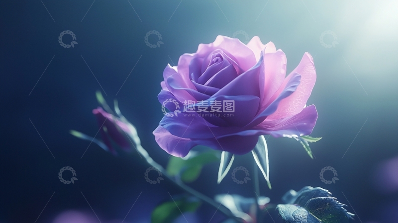 高清大图下载【趣麦麦图】光影下的紫色玫瑰花