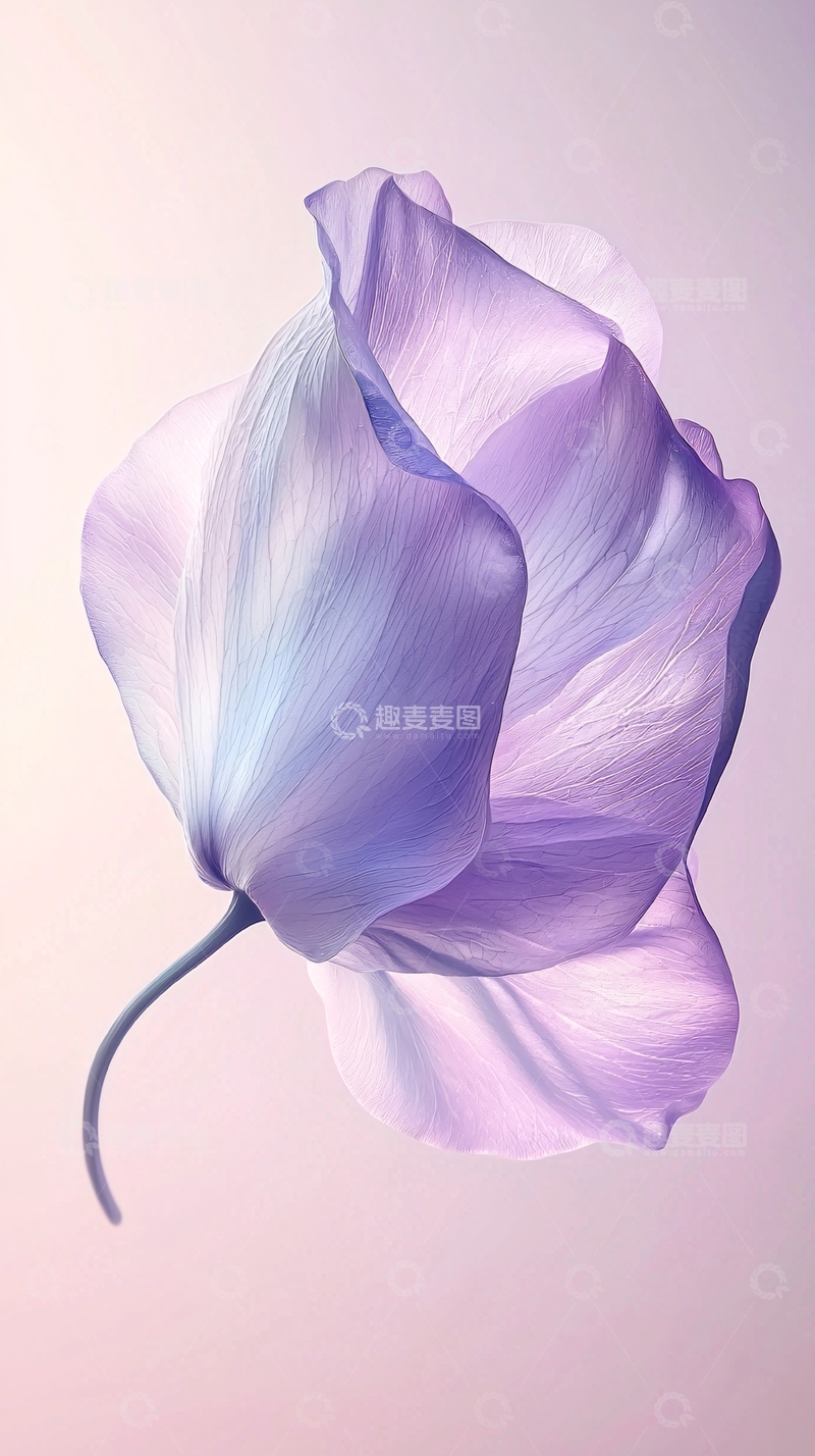 高清大图下载【趣麦麦图】紫色花朵