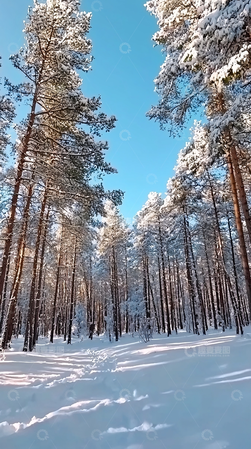 高清大图下载【趣麦麦图】雪地松林小路