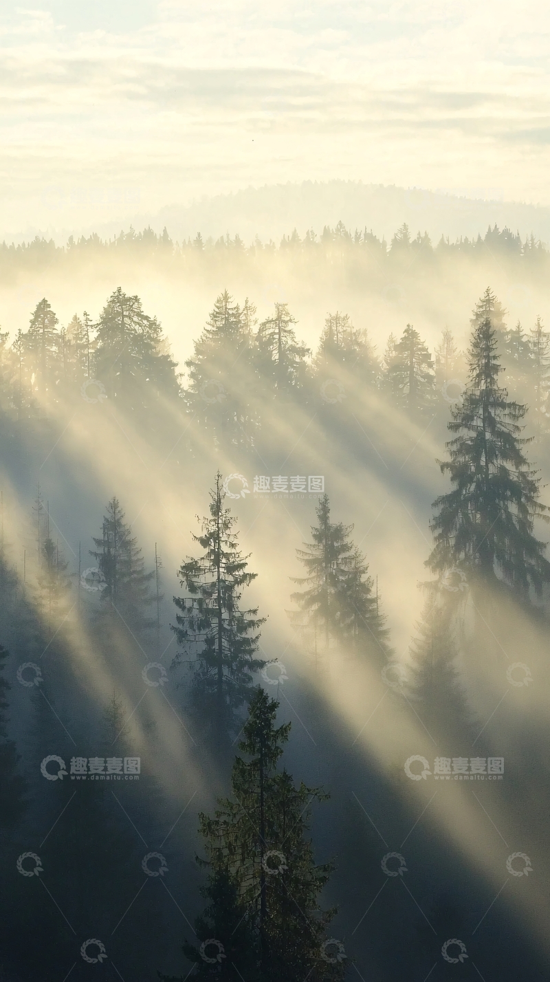 高清大图下载【趣麦麦图】雾气森林