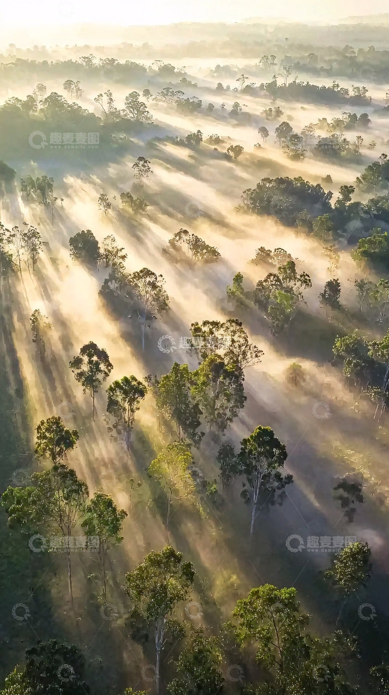 高清大图下载【趣麦麦图】晨曦森林