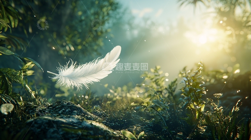 高清大图下载【趣麦麦图】晨曦微光下的白色羽毛