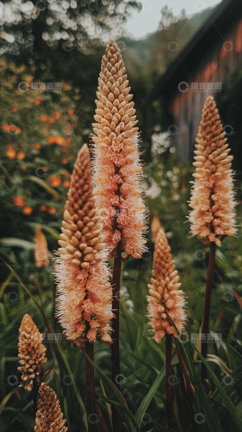 高清大图下载【趣麦麦图】粉橙色锥形花穗植物特写