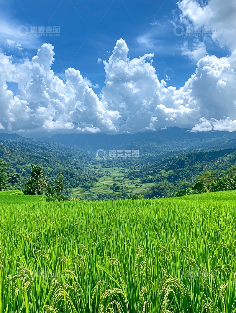 高清大图下载【趣麦麦图】绿色稻田和山谷