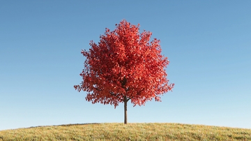 蓝天下孤零零的红枫树