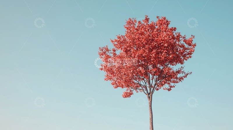 高清大图下载【趣麦麦图】蓝色天空下的红叶树