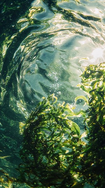水下绿藻