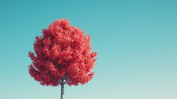 蓝天下的红枫树