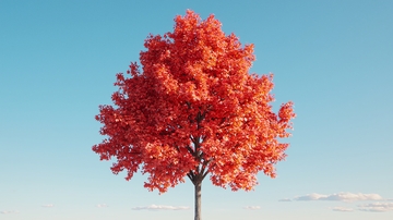 蓝天下鲜艳的红枫树