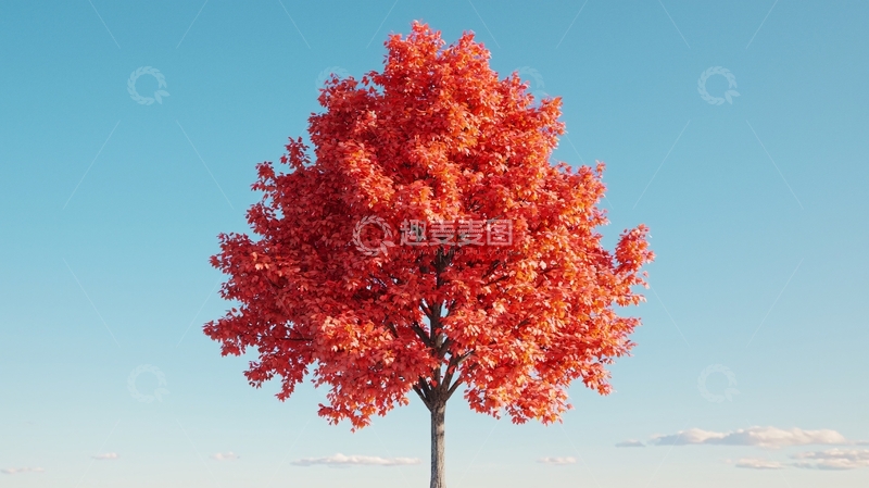 高清大图下载【趣麦麦图】蓝天下鲜艳的红枫树