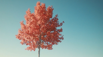 蓝天下的粉色枫树