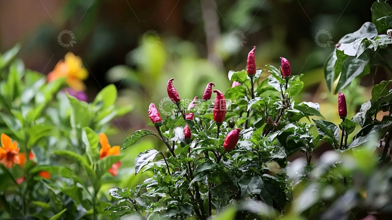 高清大图下载【趣麦麦图】红辣椒植物特写