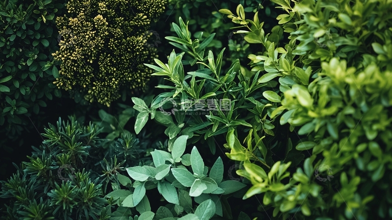 高清大图下载【趣麦麦图】绿植背景图